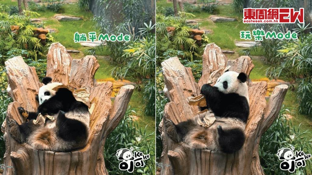 可可3種模式逐格睇 木頭寶座勁有安全感網民激讚