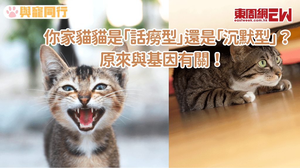 貓貓的聲音密碼 京都大學破解基因序列 如何左右喵星人表達情緒