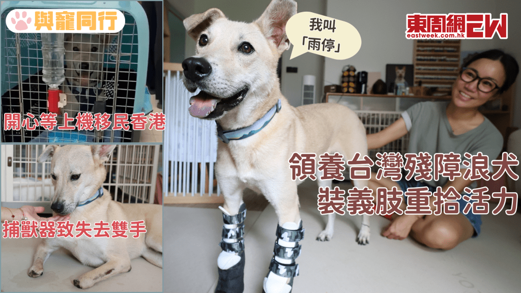 領養台灣殘障浪犬 穿上義肢重拾笑容和活力