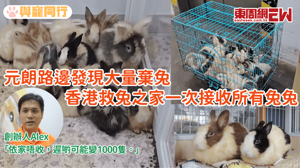 香港救兔之家一次過接收18棄兔 嚴重營養不良 食垃圾致牙齒發黑