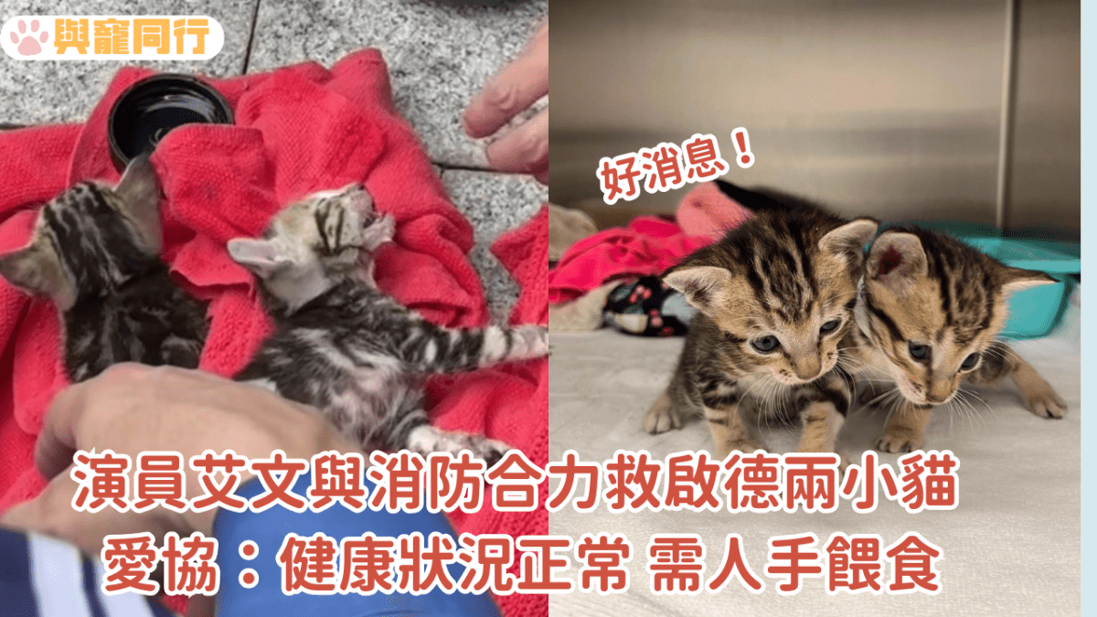 演員艾文與消防合力救啟德兩小貓 愛協報好消息：健康狀況正常 需人手餵食