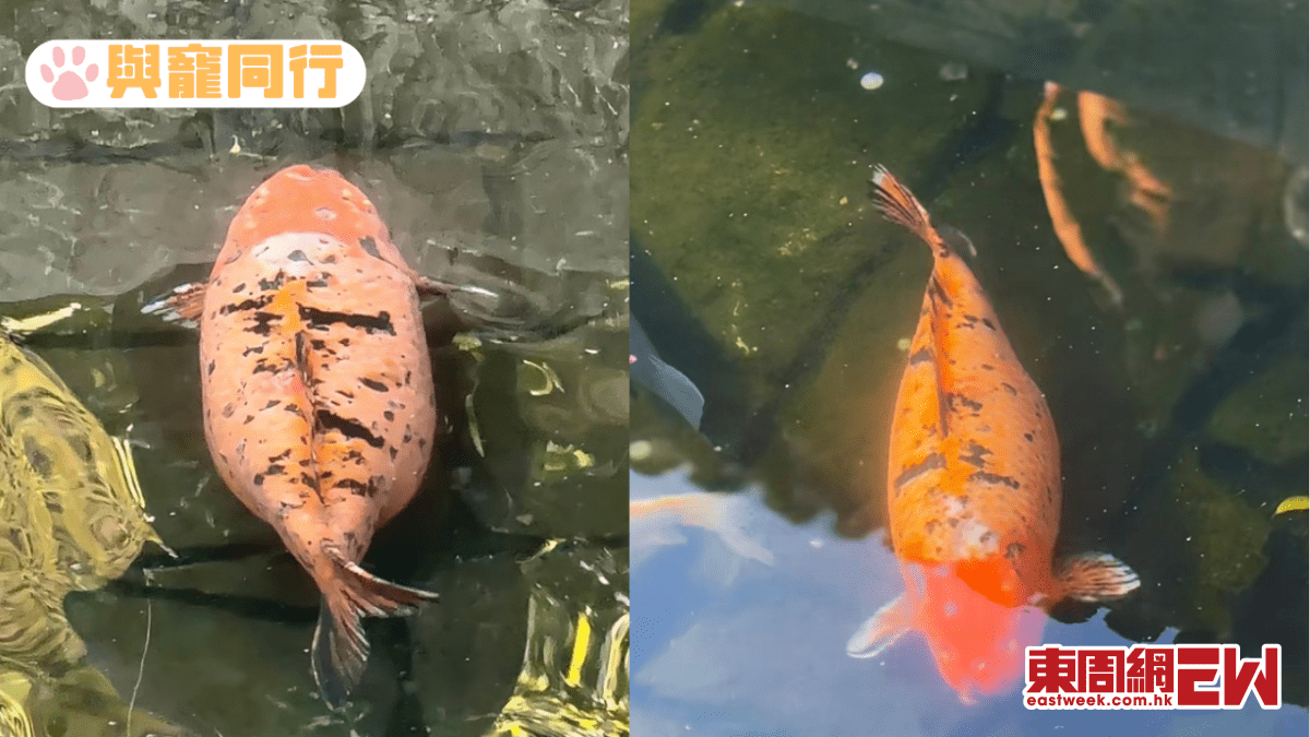 網紅鯉魚航母身形證 「游泳減不了肥」 萬千粉絲十幾年來追隨