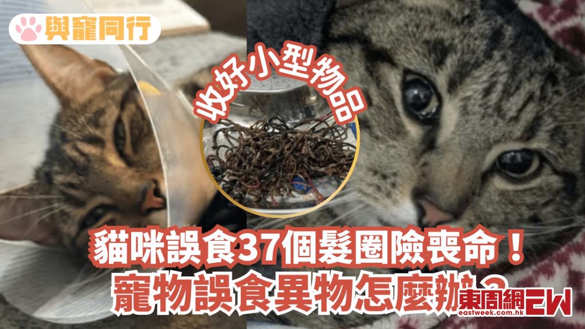 貓咪誤食37個髮圈險喪命！寵物誤食異物怎麼辦？