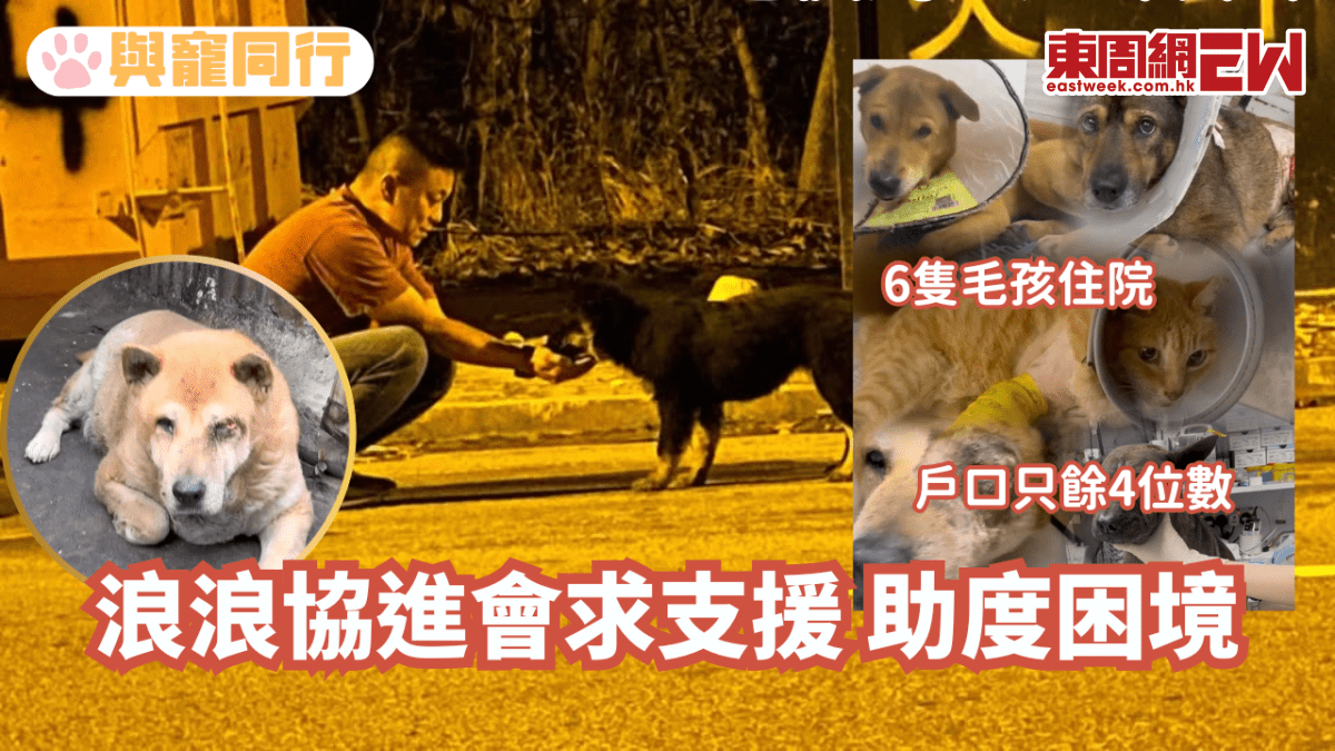 6隻毛孩住院 戶口只餘4位數 浪浪協進會求支援助度困境