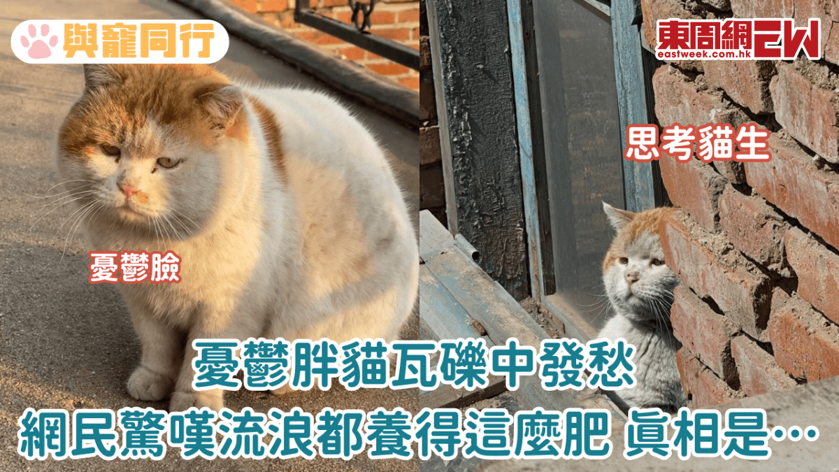 憂鬱胖貓瓦礫中發愁 網民驚嘆流浪都養得這麼肥 真相是…