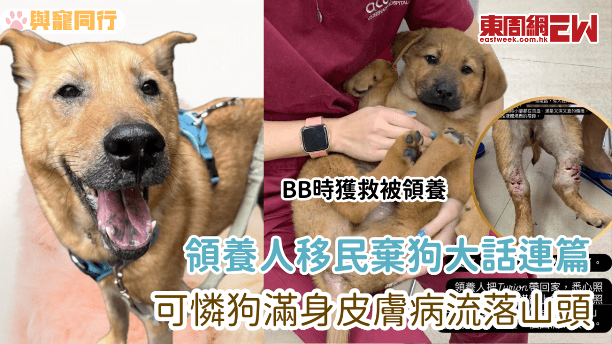 領養人移民棄狗大話連篇 可憐狗滿身皮膚病流落山頭