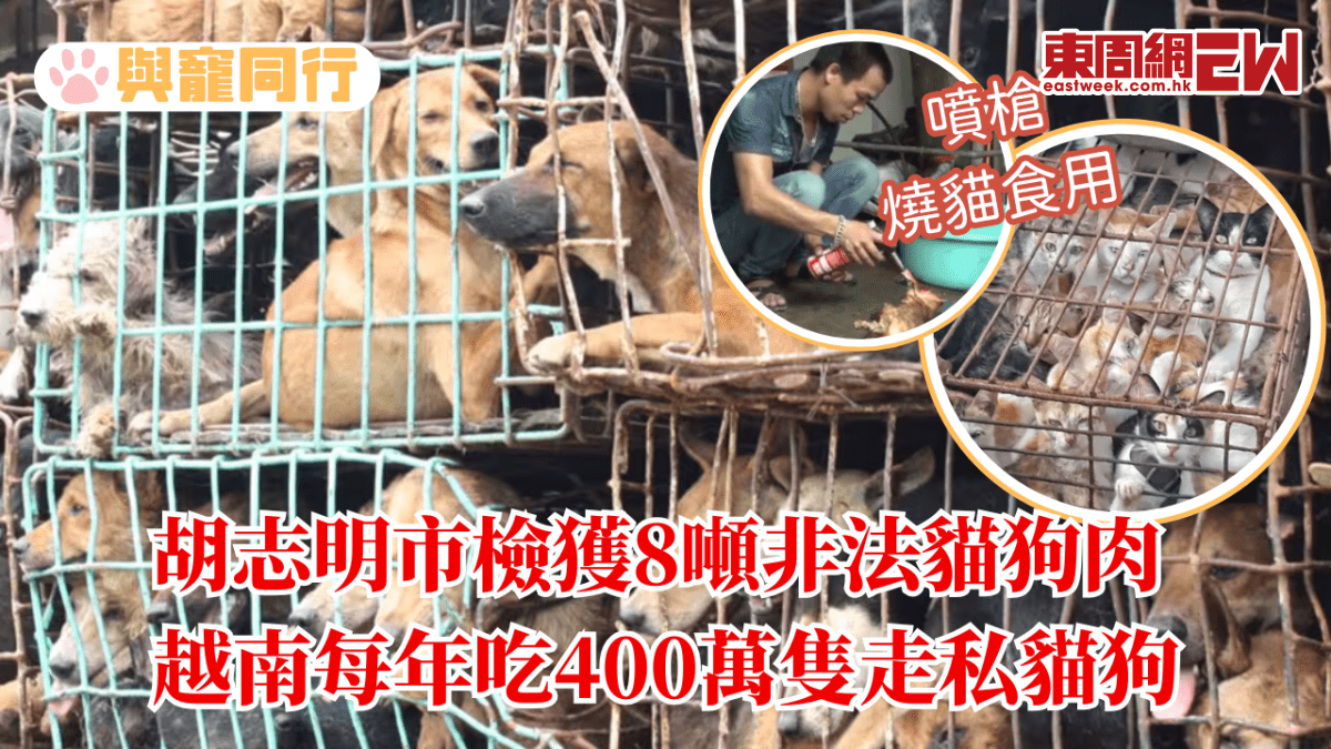 胡志明市檢獲8噸非法貓狗肉 越南每年吃400萬隻走私貓狗