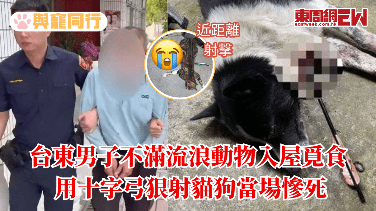 台東男子不滿流浪動物入屋覓食 用十字弓狠射貓狗當場慘死