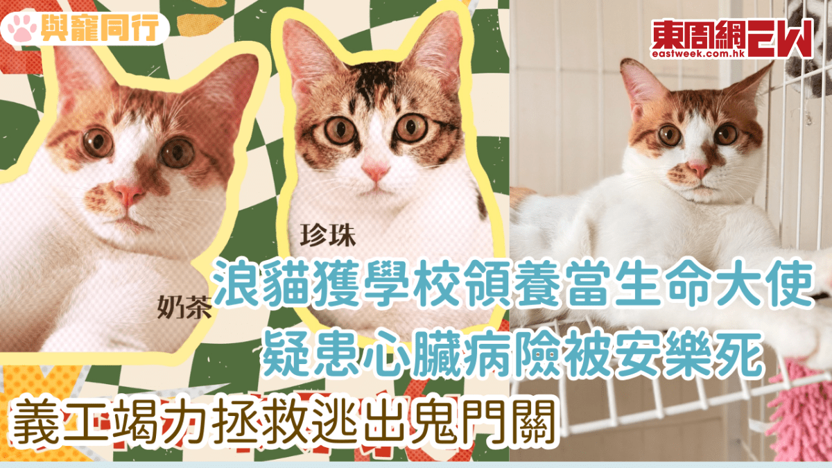 浪貓獲學校領養當生命大使 疑心臟病險被安樂死 義工竭力拯救逃出鬼門關