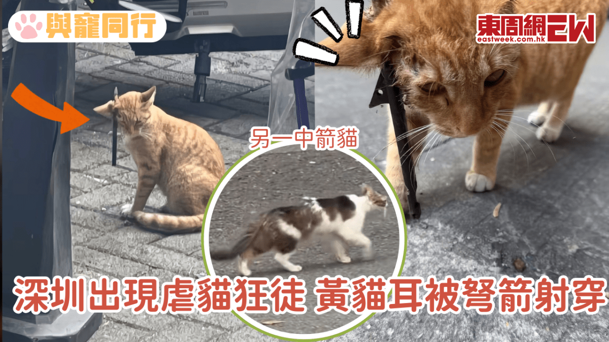 深圳出現虐貓狂徒 黃貓耳被弩箭射穿