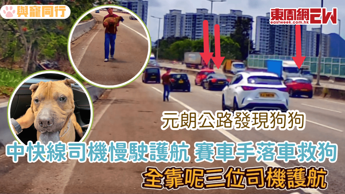 元朗公路發現狗狗 中快線司機慢駛護航 善心賽車手落車救狗