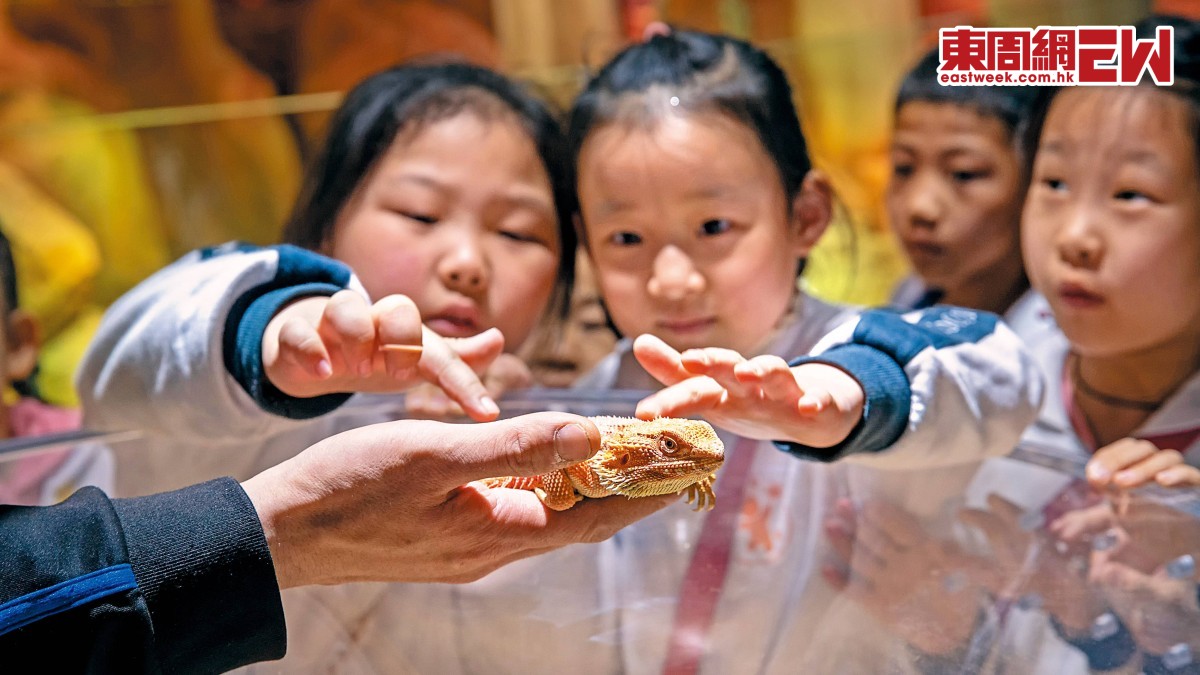 非洲蟻后繁殖力驚人 守宮蜜袋鼯易帶傳染病 異寵入侵 恐爆生態危機 | 國際解碼