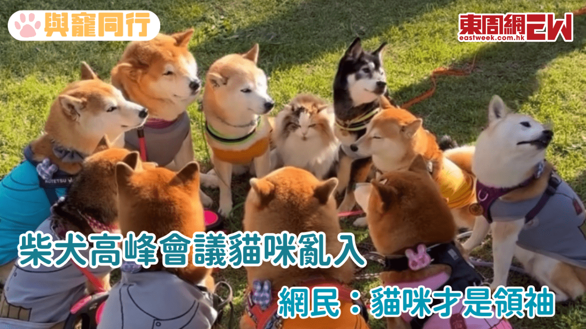 柴犬高峰會議貓咪亂入 網民：貓咪才是領䄂