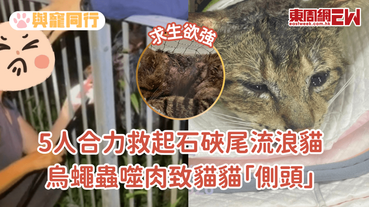 5人合力救起石硤尾流浪貓 烏蠅蟲噬肉致貓貓「側頭」