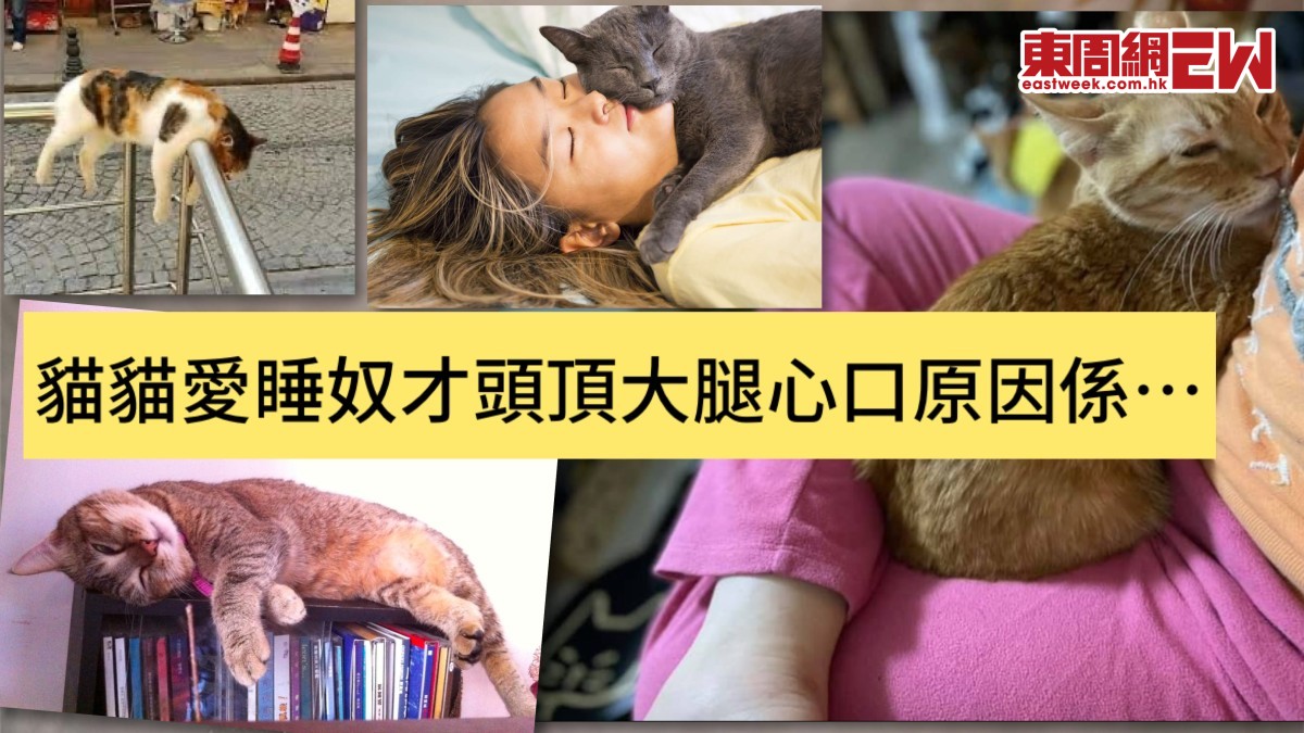 貓貓睡奴才頭頂大腿心口因為愛你？ 13個貓貓刁鑽睡覺位置原因係...