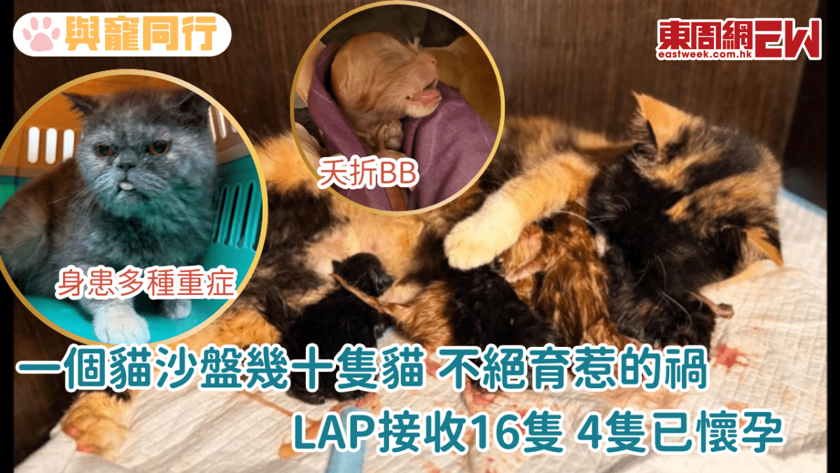 一個貓沙盤幾十隻貓 不絕育惹的禍 LAP接收16隻 4隻已懷孕