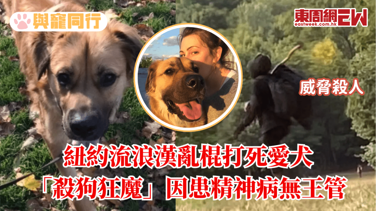 紐約流浪漢亂棍打死愛犬 殺狗狂魔因患精神病無王管