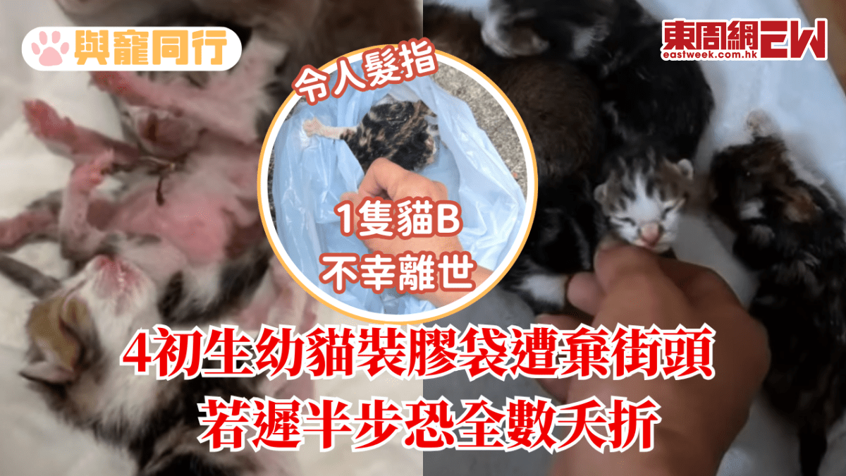 4初生幼貓裝膠袋遭棄街頭 若遲半步恐全數夭折