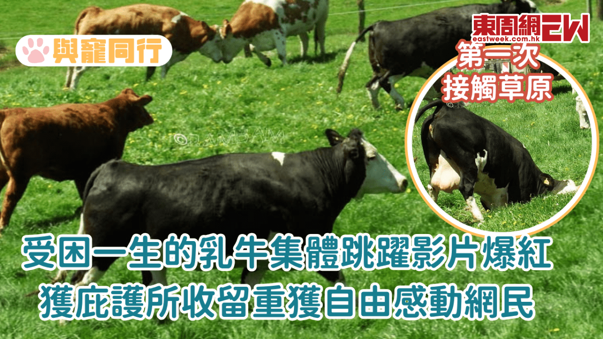 受困一生的乳牛集體跳躍影片爆紅 重獲自由開心奔向草原感動網民