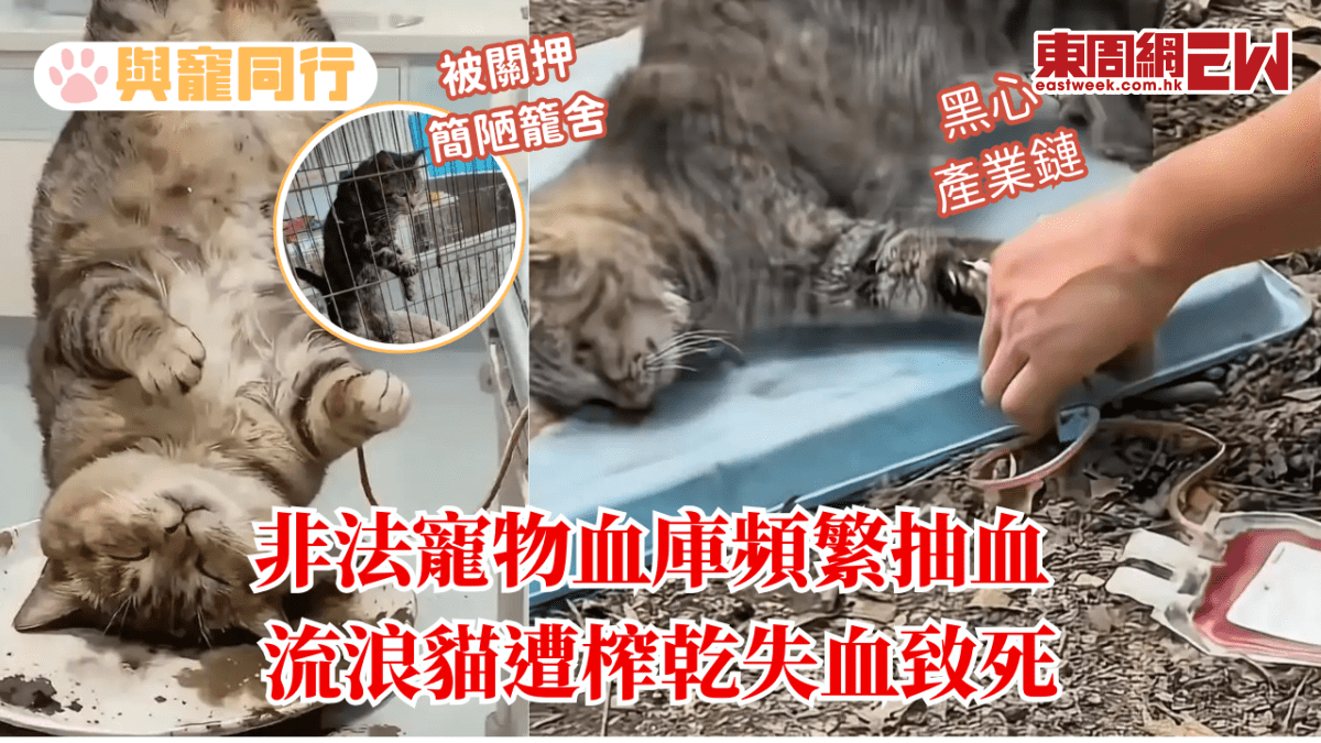 非法寵物血庫頻繁抽血  流浪貓遭榨乾失血致死