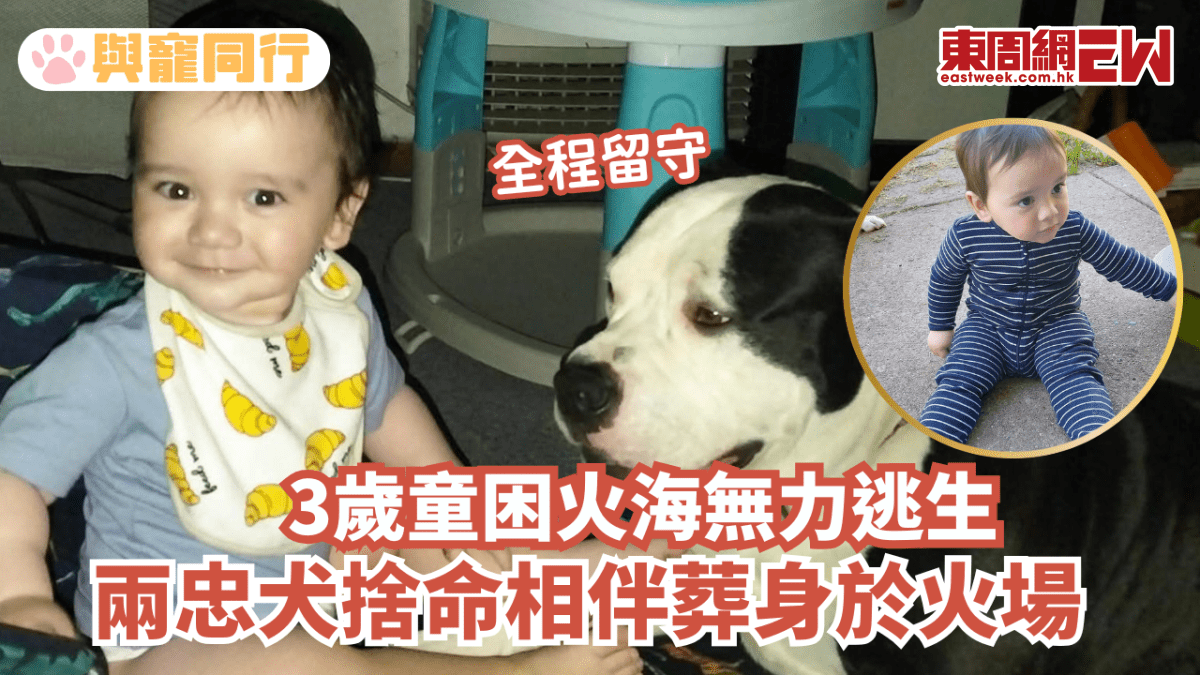 3歲童困火海無力逃生 兩忠犬捨命相伴葬身於火場