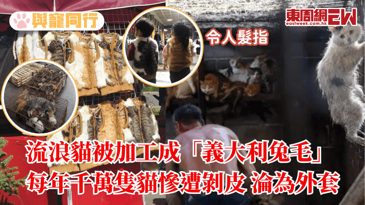 非法產業鏈！流浪貓被加工成「義大利兔毛」每年千萬隻貓慘遭剝皮 貓淪為外套和手套