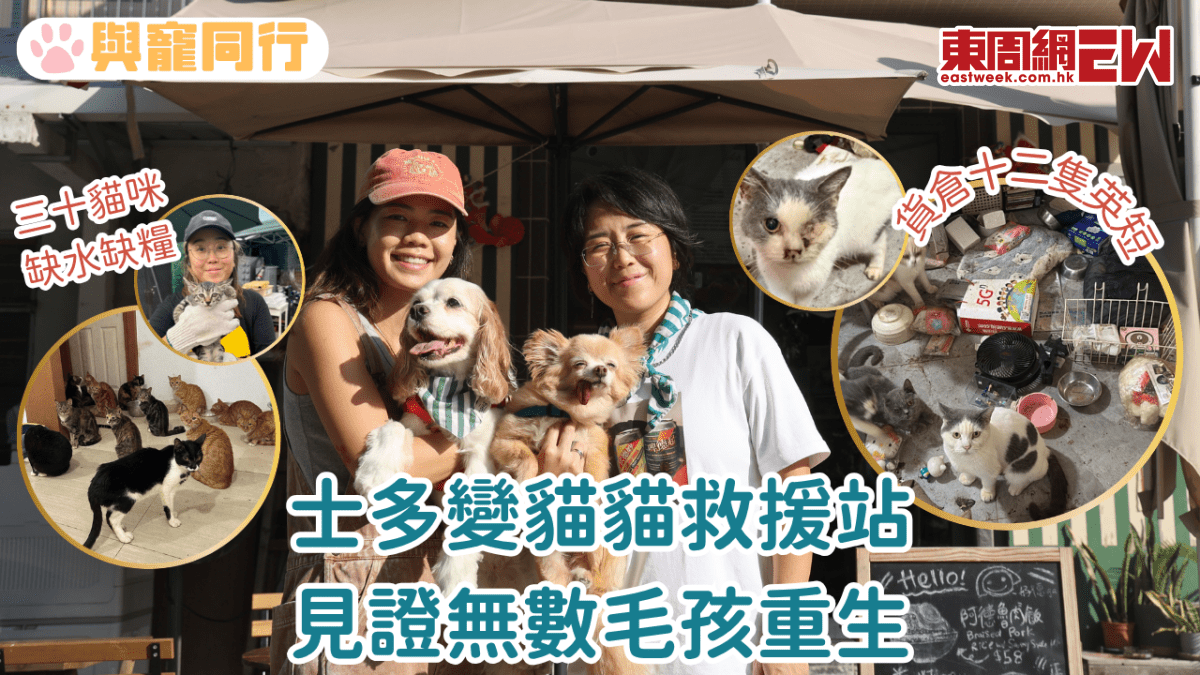 士多變貓貓救援站 見證無數毛孩重生