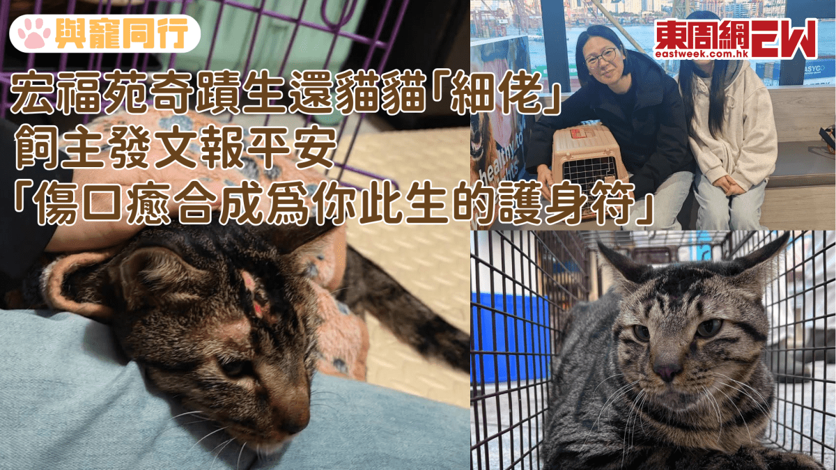 宏福苑奇蹟生還貓貓「細佬」 飼主發文報平安「傷口癒合成為你此生的