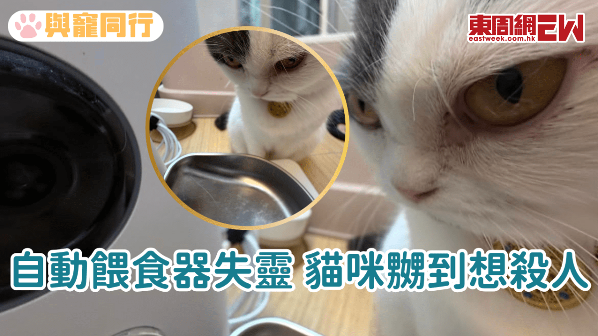 自動餵食器失靈 貓咪嬲到想殺人