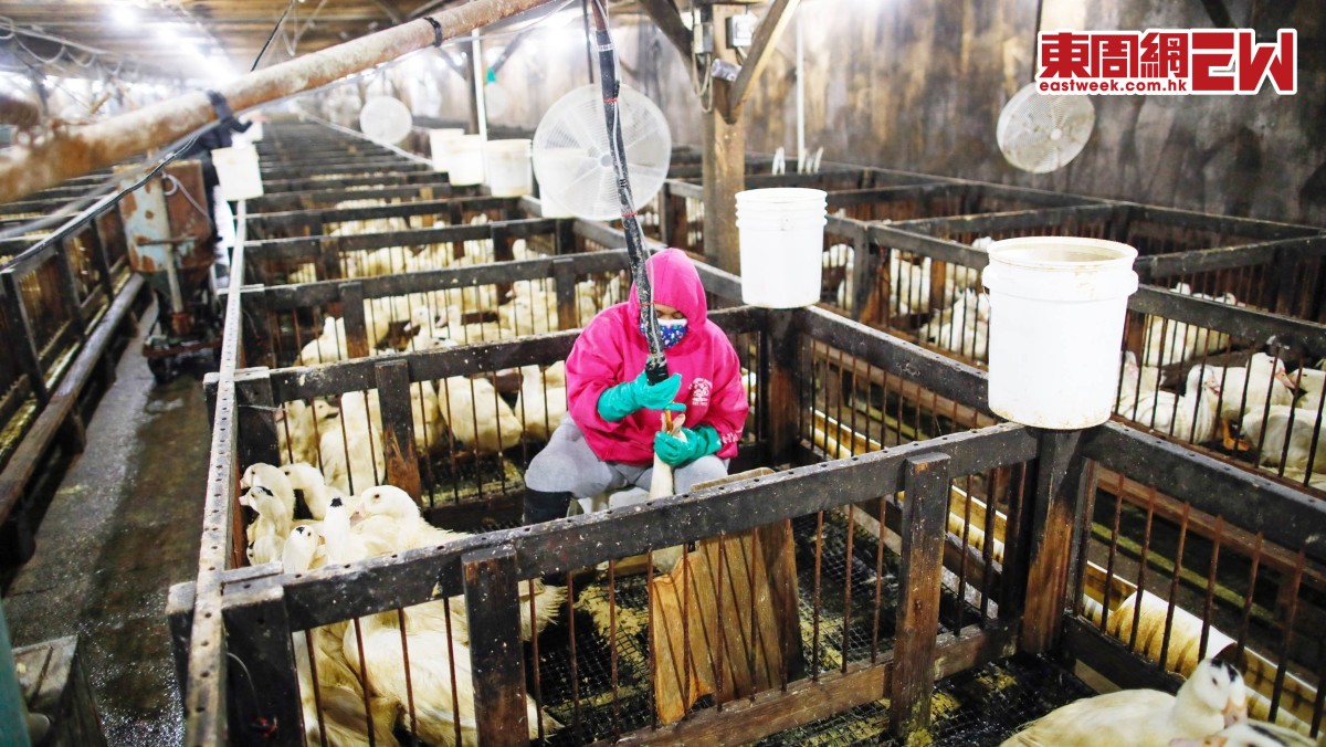 強制灌食不人道 立法禁售惹爭議 美國掀「鵝肝戰爭」 | 國際解碼