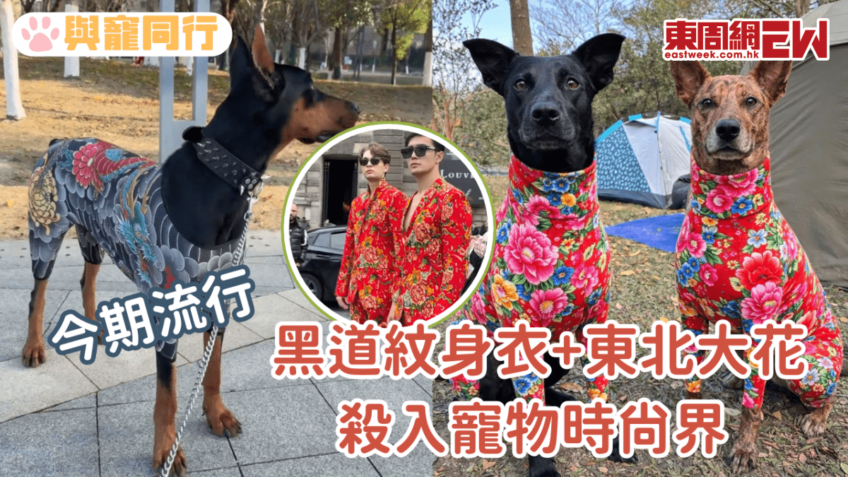 潮流寵兒：黑道紋身衣與東北大花登寵物-fashion界