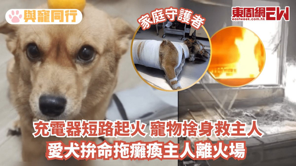 充電器短路起火 寵物捨身救主人 愛犬拚命拖癱瘓主人離火場