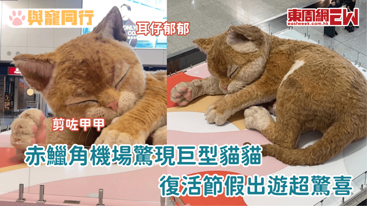 赤鱲角機場驚現巨型貓貓 復活節假出遊超驚喜