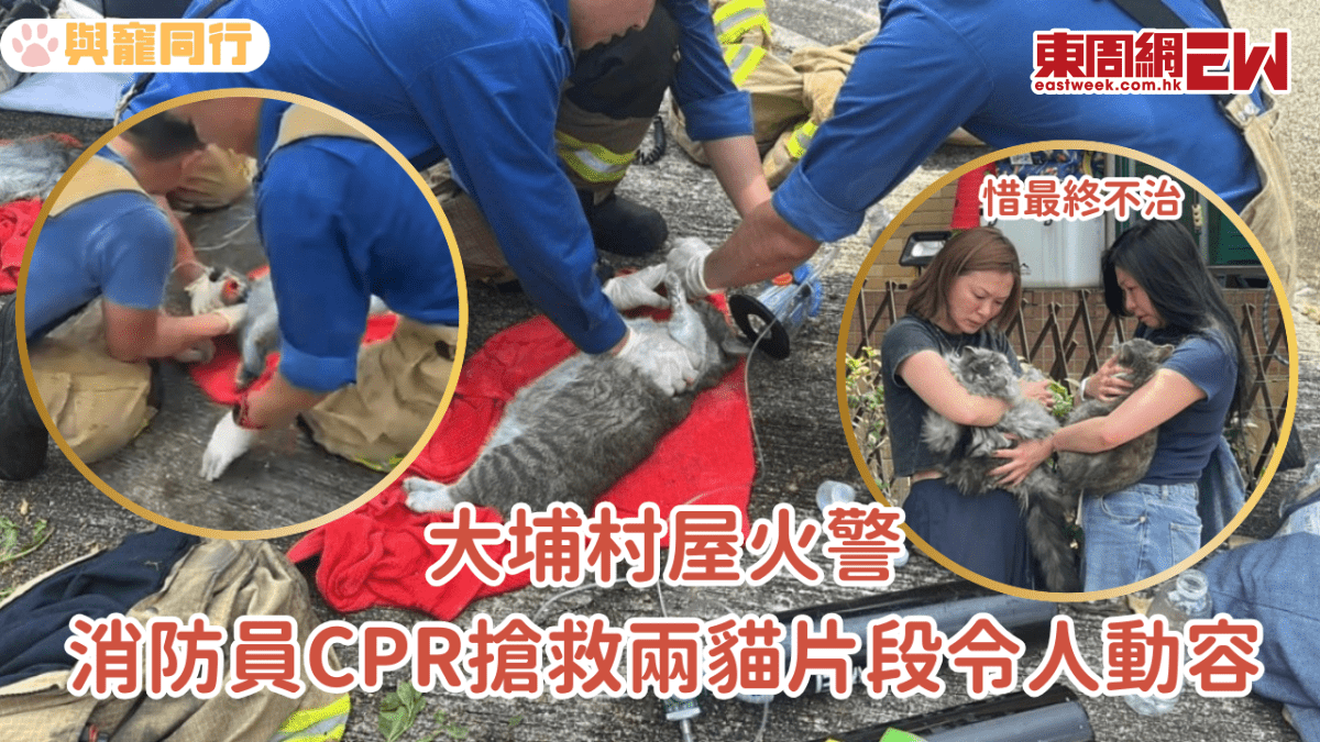 大埔村屋火警 消防員CPR搶救兩貓片段令人動容 惜最終不治