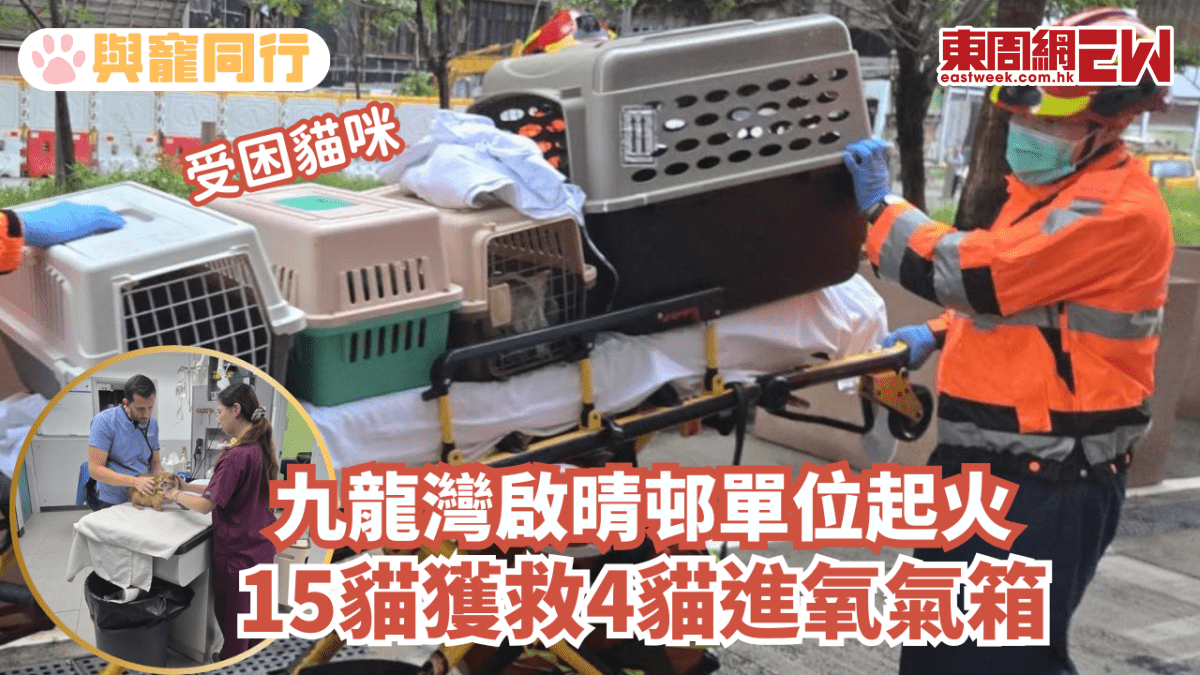 九龍灣啟晴邨單位起火 15貓獲救4貓進氧氣箱