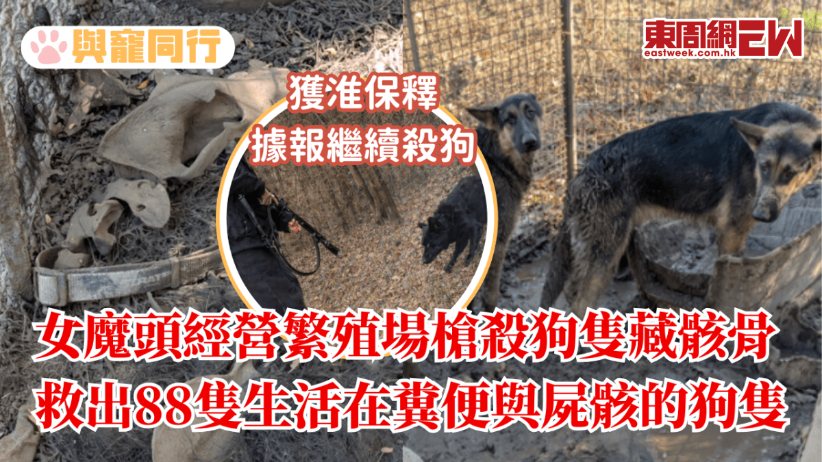 女魔頭經營繁殖場槍殺狗隻藏骸骨 救出88隻生活在糞便與屍骸的德國牧羊犬