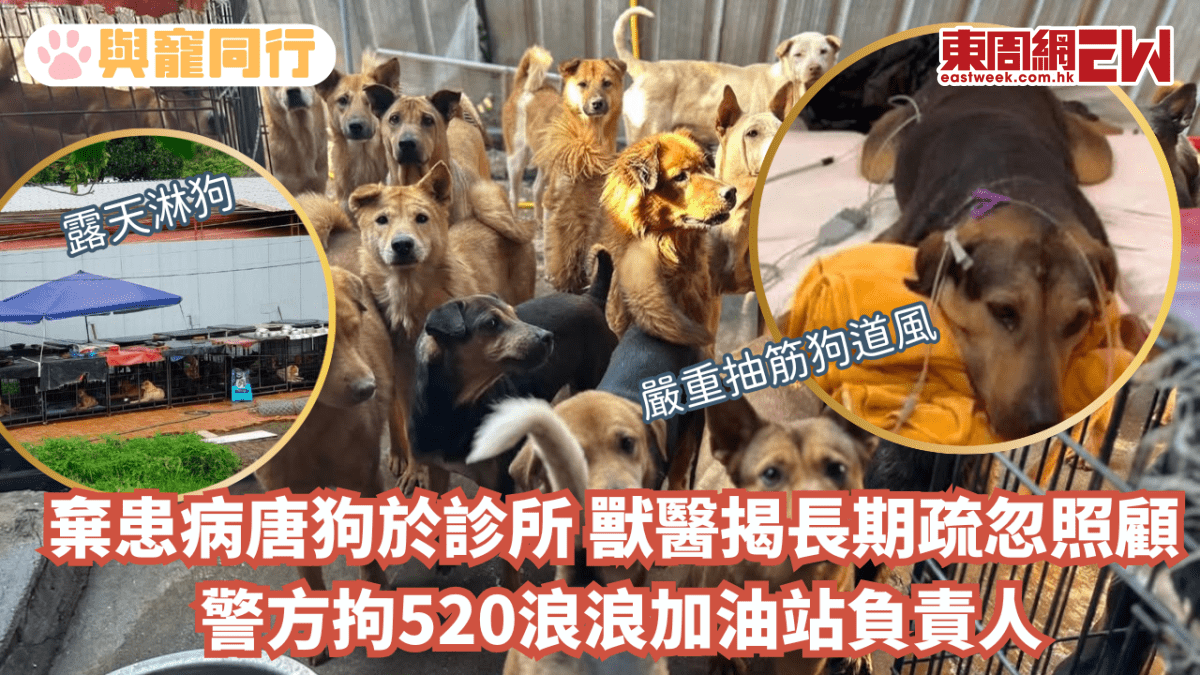 棄患病唐狗於診所 獸醫揭長期疏忽照顧 警方拘520浪浪加油站負責人