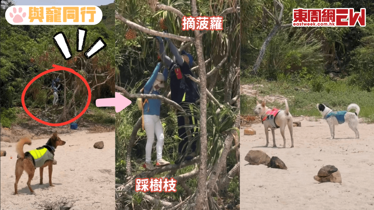 疑內地旅客爬樹摘海菠蘿 狗狗成功吠走敗德行山人