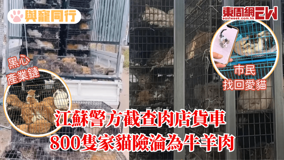 黑心產業鏈！肉店貨車偷貓被截查 800隻家貓險淪為牛羊肉