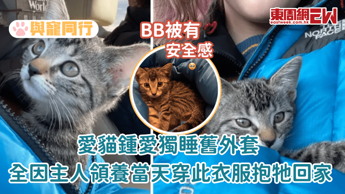 愛貓獨睡舊外套五年不變 全因領養當天正是穿此衣服抱牠回家