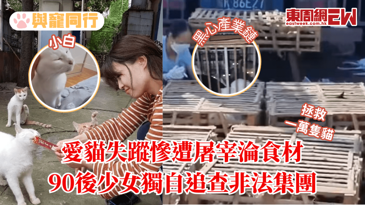 愛貓失蹤慘遭屠宰淪食材 90後少女獨自追查非法集團 拯救一萬多隻貓