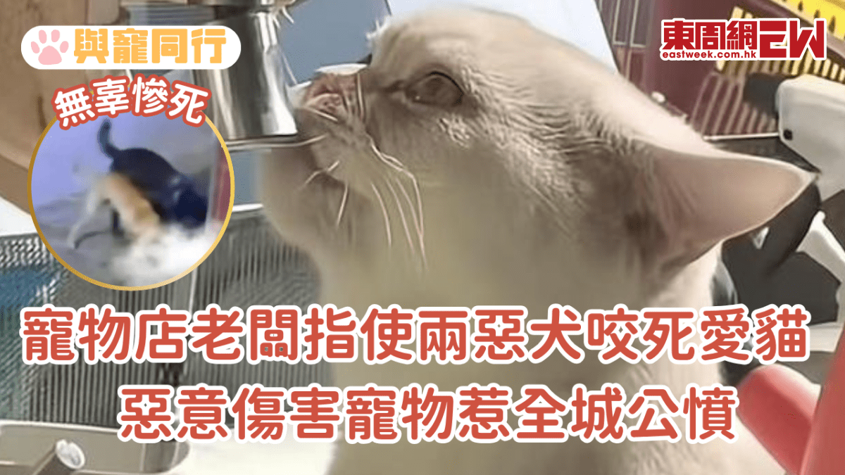 寵物店老闆指使兩惡犬咬死愛貓 惡意傷害寵物惹全城公憤