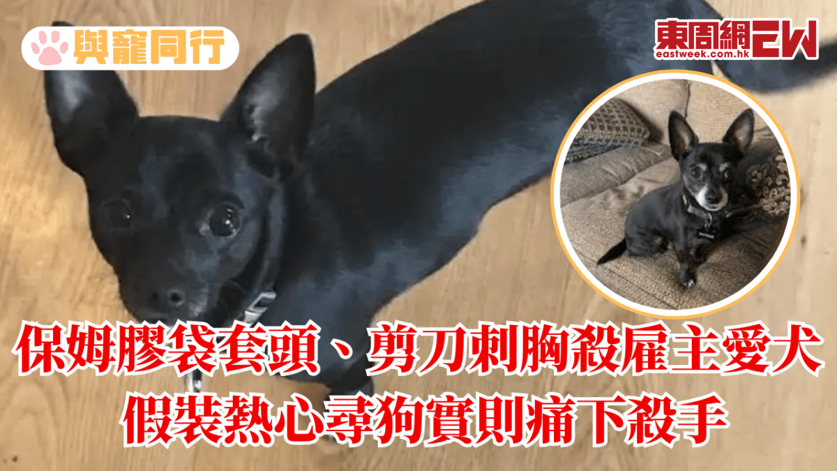 保姆膠袋套頭、剪刀刺胸殺害雇主愛犬 假裝熱心尋狗實則痛下殺手