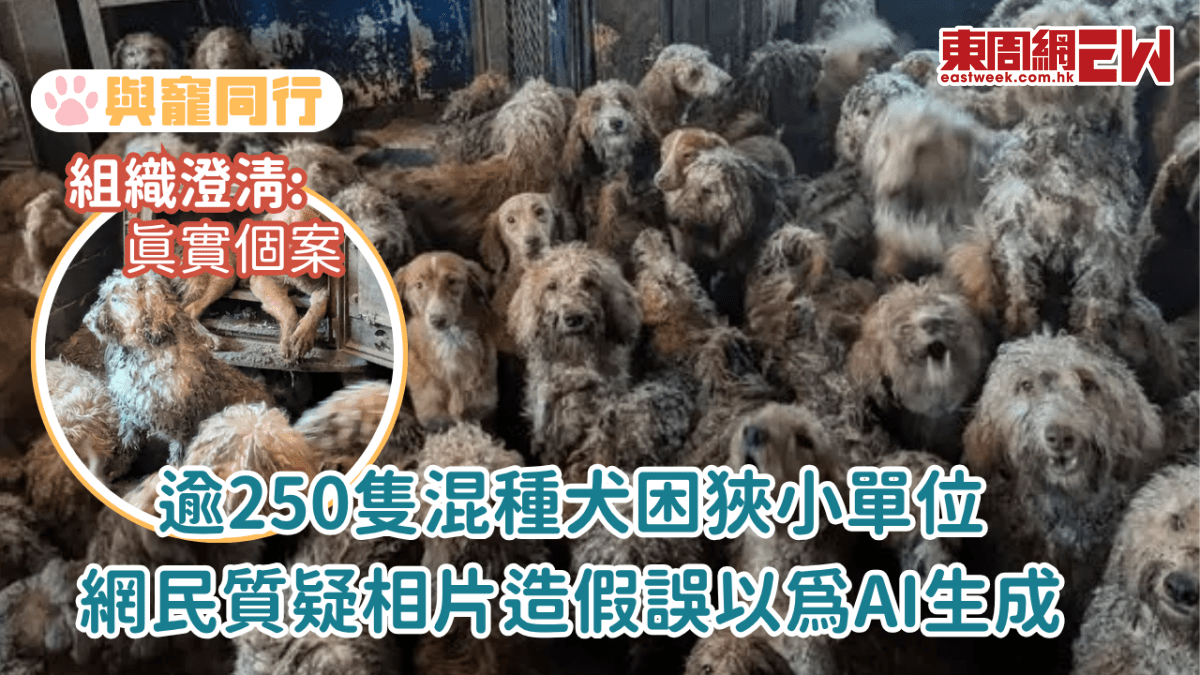 逾250隻混種犬困狹小單位 網民質疑相片造假誤以為AI生成
