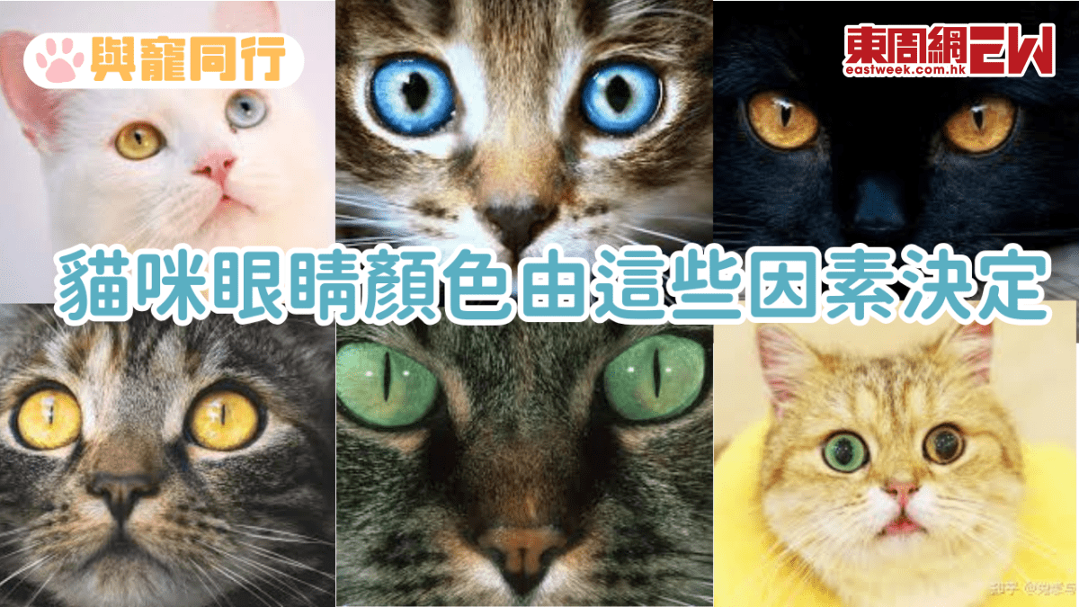 貓咪眼睛顏色由這些因素決定藍眼貓異瞳貓或耳聾