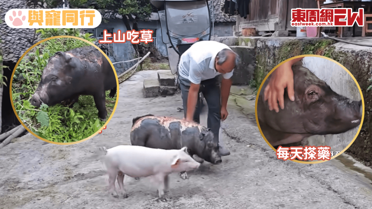 豬舍大火倖存 全身大面積燒傷慘變「行走的燒豬」 飼主每天搽藥終康復