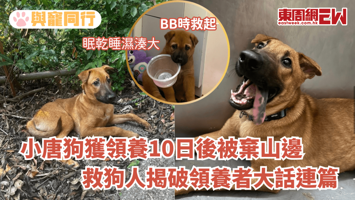 小唐狗獲領養10日後被棄於城門水塘 救狗人揭破領養者大話連篇