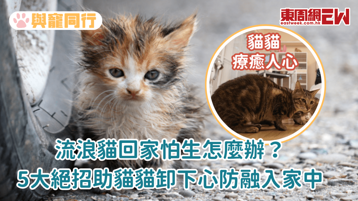 流浪貓回家怕生怎麼辦？5大絕招助貓貓卸下心防融入家中
