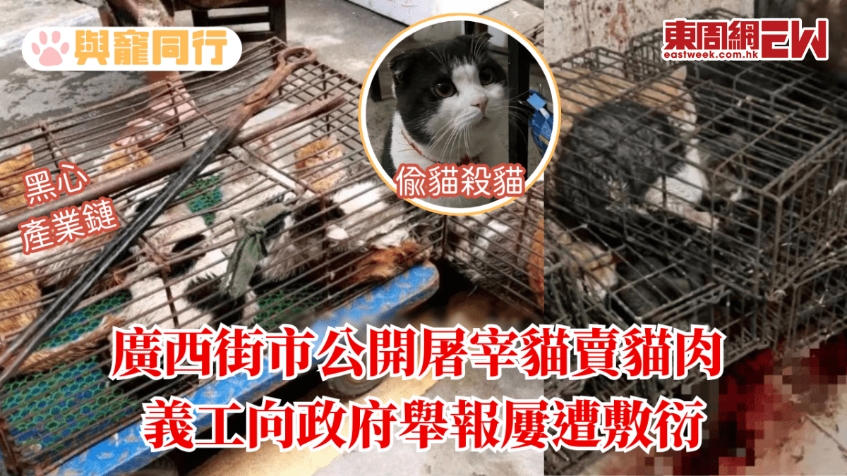 廣西街市公開屠宰貓賣貓肉 義工向政府舉報屢遭敷衍